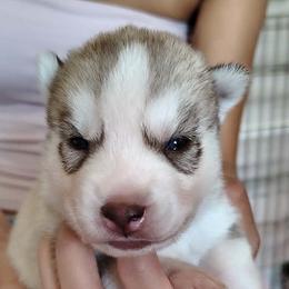 4 Adam - Red and white male Siberian Husky puppy in Heppner, Oregon from Yuki Ookami Show Kennel