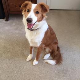 Sage - English Shepherd