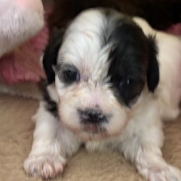 Raya - Sable and white female Shih Tzu puppy in Oxon Hill, Maryland from Shihtzus4life