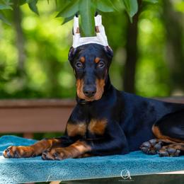 Black girl - Yellow collar - Black and rust female Doberman Pinscher puppy in Old Bridge, New Jersey from Wizard Ost Revolution kennel