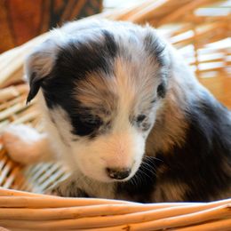 Australian Shepherd Puppies from Emory Oak Aussies