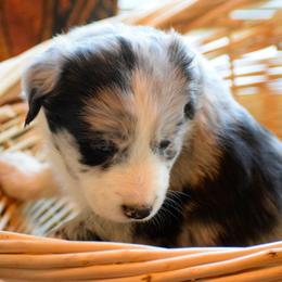 Australian Shepherd Puppies from Emory Oak Aussies