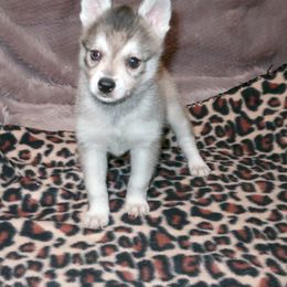 Alaskan Klee Kai and Rat Terrier Puppies from Gems Rat Terriers