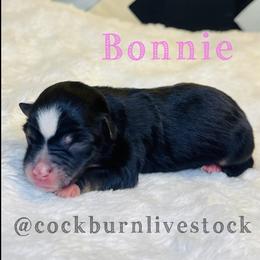 Bonnie - Black tri female Toy Australian Shepherd puppy in Gillette, Wyoming from Cockburn’s Toy and Mini Australian Shepherds