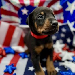 Boy 2 - Black and rust male Doberman Pinscher puppy in Medina, Tennessee from Valorosa Doberman Kennel
