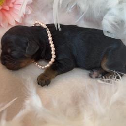 Loretta - Black and tan female Cavalier King Charles Spaniel puppy in Texarkana, Texas from Hidden Creek Cavaliers