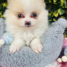 Biscoff - Cream parti female Pomeranian puppy in Buck Valley, Pennsylvania from Buck Valley Pomeranians