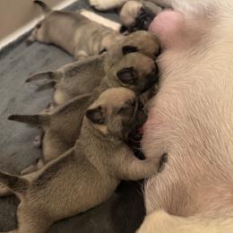 Pug Puppies from Sweet Mercy Farm