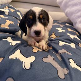 Boy 1 - Piebald male Dachshund puppy in Spokane, Washington from Dearhaven Doxie