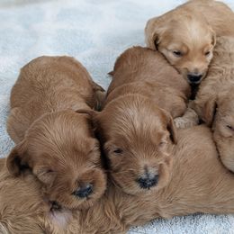 Goldendoodle Puppies from Rocks & Roses Doodles