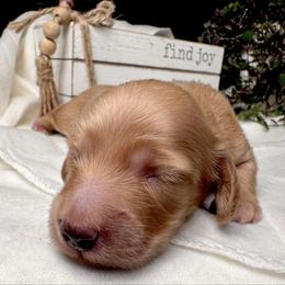 Gale - Red male Dachshund puppy in Hazlehurst, Georgia from DrakeFire Dachshunds