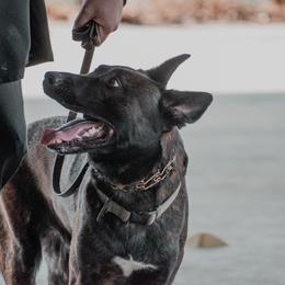 Belgian Malinois and xDutch Shepherd All Grown Up from Alliance K9