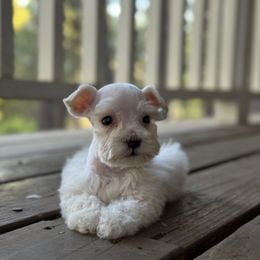 Miniature Schnauzer Puppies from Cali Sun-kissed Schnauzers