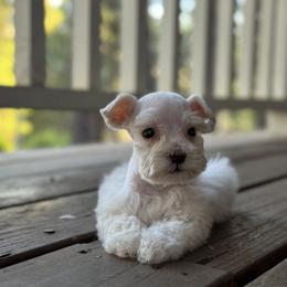 Miniature Schnauzer Puppies from Cali Sun-kissed Schnauzers