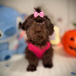 Chanting - Liver female Shih Tzu puppy in Garland, Texas from Bibi’s Exclusive Shih Tzus