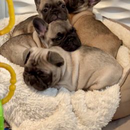 French Bulldog Puppies from Piper’s Pups