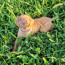 Purple Collar Boy - Golden rust male Vizsla puppy in Springfield, Ohio from Amy's Vizslas
