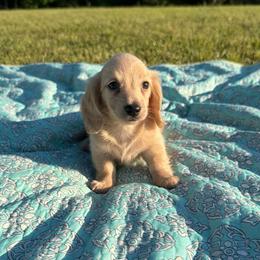 Luke - Cream male Dachshund puppy in New Albany, Mississippi from Double A. Doxies