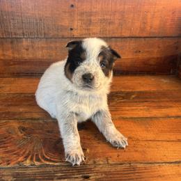 Boy 1 - Blue speckled male Australian Cattle Dog puppy in Mooresboro, North Carolina from Grog Creek Kennel