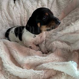 Comet - Piebald male Dachshund puppy in Huffman, Texas from Friends ‘n Low Places Dachshunds of Texas