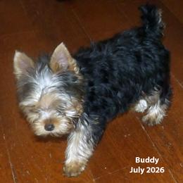 Buddy - Blue and gold male Yorkshire Terrier puppy in Baraga, Michigan from Ojibwa Yorkies