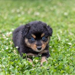 Lulu - Black tri female Miniature Australian Shepherd puppy in Yantis, Texas from Marie Mini Aussies