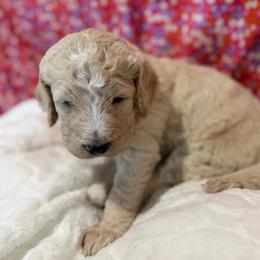 Dusti - Cream female Goldendoodle puppy in Denham Springs, Louisiana from E&S Goldendoodles