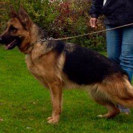 German Shepherd All Grown Up from Morning Mist Farm