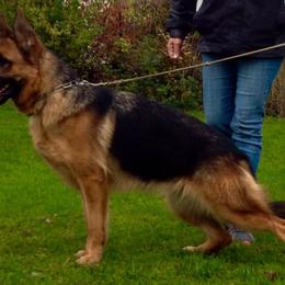 German Shepherd All Grown Up from Morning Mist Farm