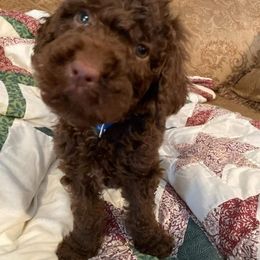 Poodle Puppies from White Park Poodles