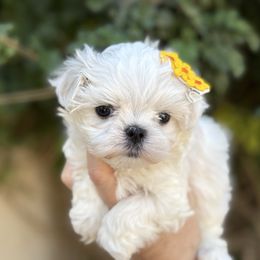 Cadence - White female Maltese puppy in Newport Beach, California from Exotic City Pomeranians and chihuahuas