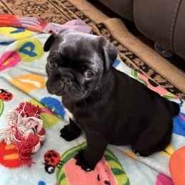 Pug Puppies from PNW Pugs