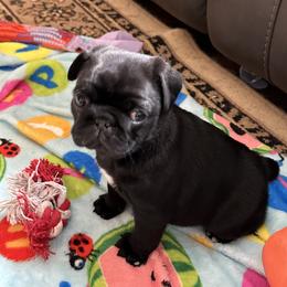 Pug Puppies from PNW Pugs