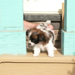 Papillon Puppies from Akai Papillons and Phalenes