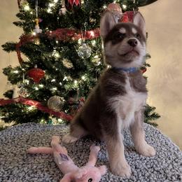 AKC Axel - Red and white male Siberian Husky puppy in Cedarville, Ohio from Evereve Kennels
