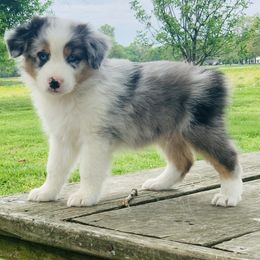 Australian Shepherd Puppies from Real McCoy Australian Shepherds