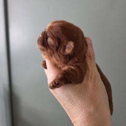 Cindy - Liver female Shih Tzu puppy in Carrollton, Ohio from Becker Hollow