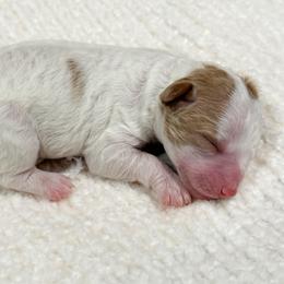 Alex - Parti female Poodle puppy in Fort Collins, Colorado from Yellow Dog Farm