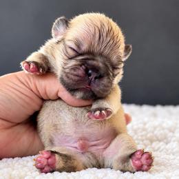 Rolo-A Little Roll of Sweetness - Fawn and white male French Bulldog puppy in Porter, Texas from Whatabulldog