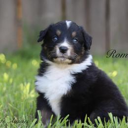 Romeo - Black tri-color male Australian Shepherd puppy in Ceres, California from Knight's Aussies