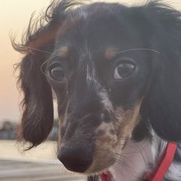 Alfie - Dachshund
