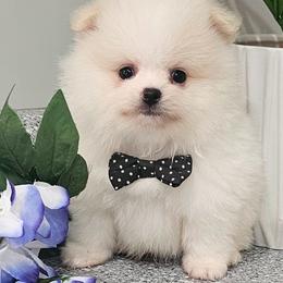 Echo - White male Pomeranian puppy in Utica, Ohio from Poodle Me Crazy