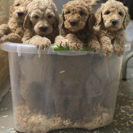 Goldendoodle Puppies from Teddy Bear Goldendoodles