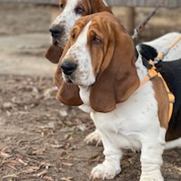 Basset Hounds from Wrinkle Basset Hounds