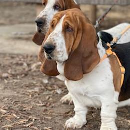 Basset Hounds from Wrinkle Basset Hounds