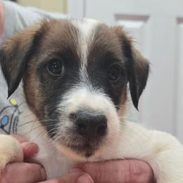 PJ - White black and tan male Smooth Fox Terrier puppy in Lake City, Florida from Providence Kennels