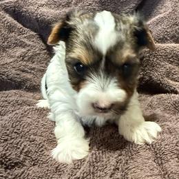 Gracie's Black and Tan Parti Girl - Parti female Yorkshire Terrier puppy in Lexington, North Carolina from Silver Valley Yorkies