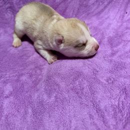 Girl 4 - Red and white female Siberian Husky puppy in Westfield, Vermont from Snowdancer Kennels, Reg