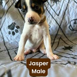 Rat Terrier Puppies from The Puppy Patch Rat Terriers