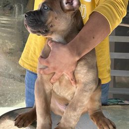 Cane Corso Puppies from Marcus Attilius Cane Corso